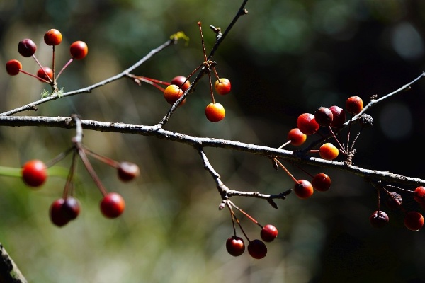 湖北海棠果實尺寸不到一公分，紅熟整串掛樹稍更顯得迷你可愛。