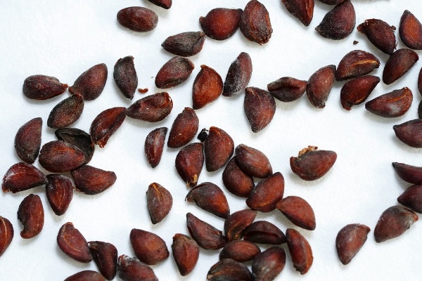 研究促進湖北海棠種子的發芽率，對復育策略有很大幫助。