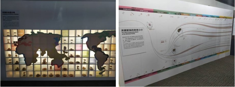 左：介紹全世界的貝類分佈。 / 右：介紹貝類的演化史。