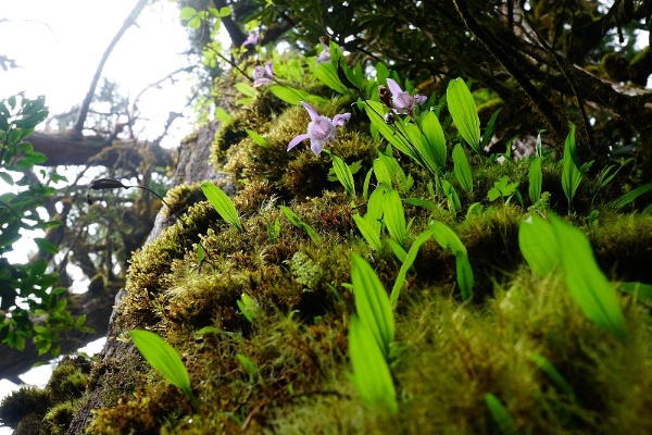 一葉一花的臺灣一葉蘭，是百年前在宜蘭南澳山區被發現的美麗蘭花。