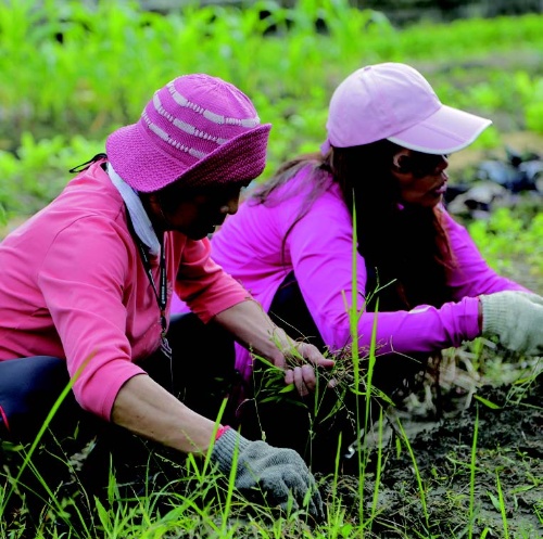 宜蘭友善耕作社群的興起，還呼應著一個更大的台灣新農浪潮，甚至是全球的農業復興現象。