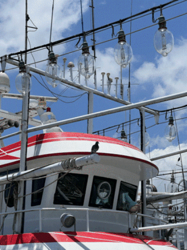 烏石港常見的燈火一支釣漁船(攝影：郭毓璞)