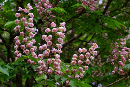 國家植物園方舟計畫-深藏蘭陽山稜間的珍稀鐘萼木