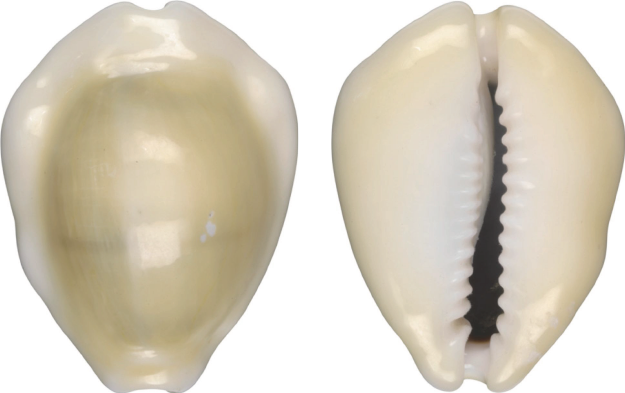 黃寶螺的正面及背面