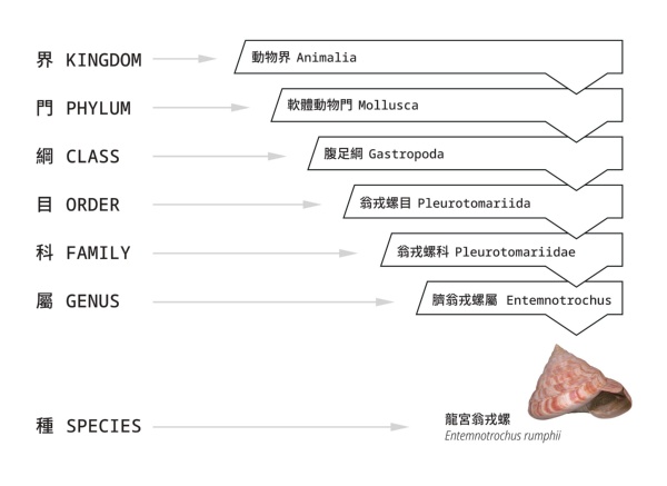 以龍宮翁戎螺作為分類範例
