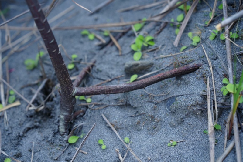 芫花莖幹深褐色，上有白色橫紋，因常年海風吹拂下加上立地不良惡劣環境的影響，發展支持根的特殊型態。