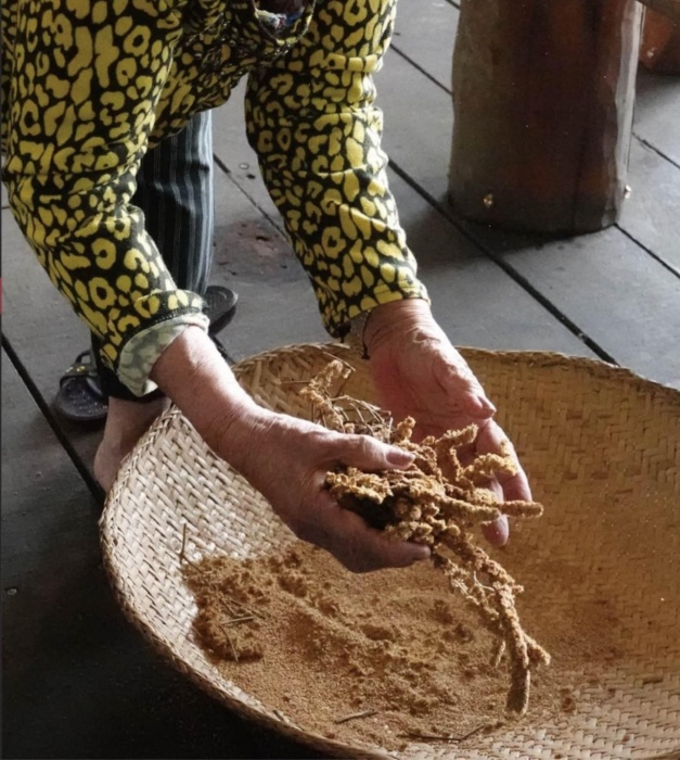 將踩過的小米以手搓揉，把穗上還沒被踩掉的小米搓下來。