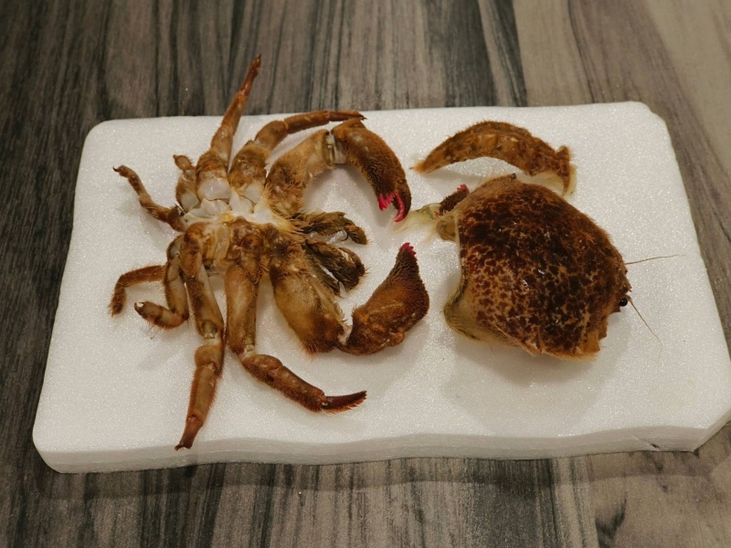 學員已將解凍後的螃蟹組織分離，即將進行標本製作。