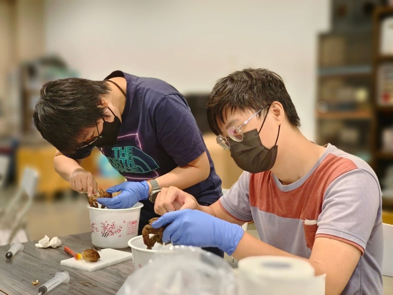 學員專心清理螃蟹組織。