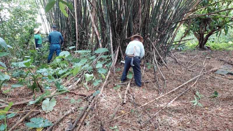 耆老們會事先尋找要取用的竹欉。