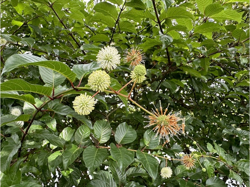 蘭陽博物館園區的自然觀察資源。