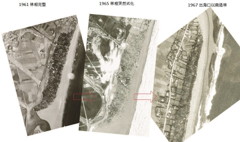 圖8： 1956~1967 年頭城地區海岸造林變化 ( 來源：中央研究院地理資訊科學研究專題中心 )。