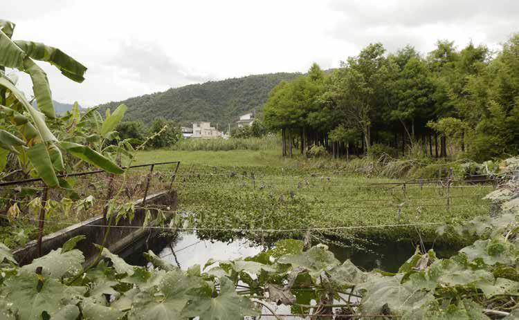 圖1：此為國王溝，為地下湧泉形成，因面積較小而成為溝渠。