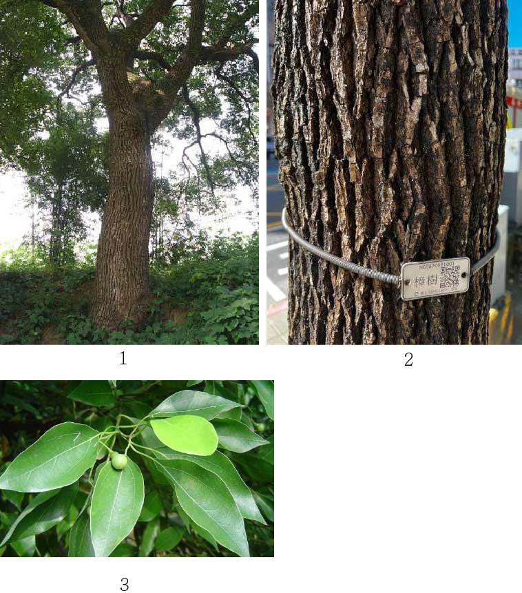 圖2：1.：樟木植栽(註7)。2.樟木樹皮紋路明顯。3.：樟木為單葉互生，葉呈卵型、橢圓形(註8)。