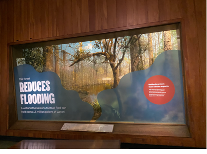 圖4:博物館「生態造景」(Dioramas)之一。面對洪水災害,「濕地」如何幫助抵禦氣候變遷。陳惠萍拍攝