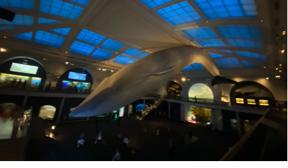 圖5:美國自然歷史博物館中的藍鯨(陳惠萍拍攝)