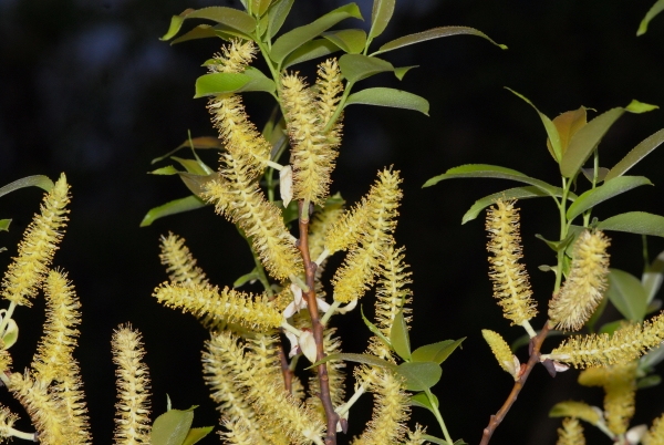 園區特色植物：水社柳