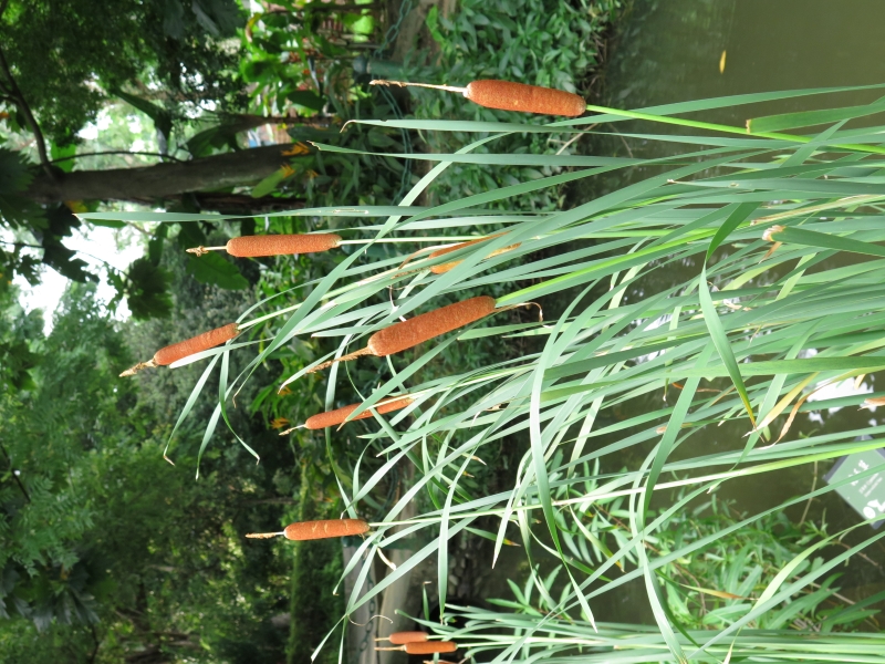 園區特色植物：水燭