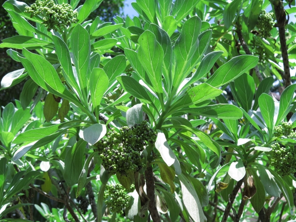 園區特色植物：白水木