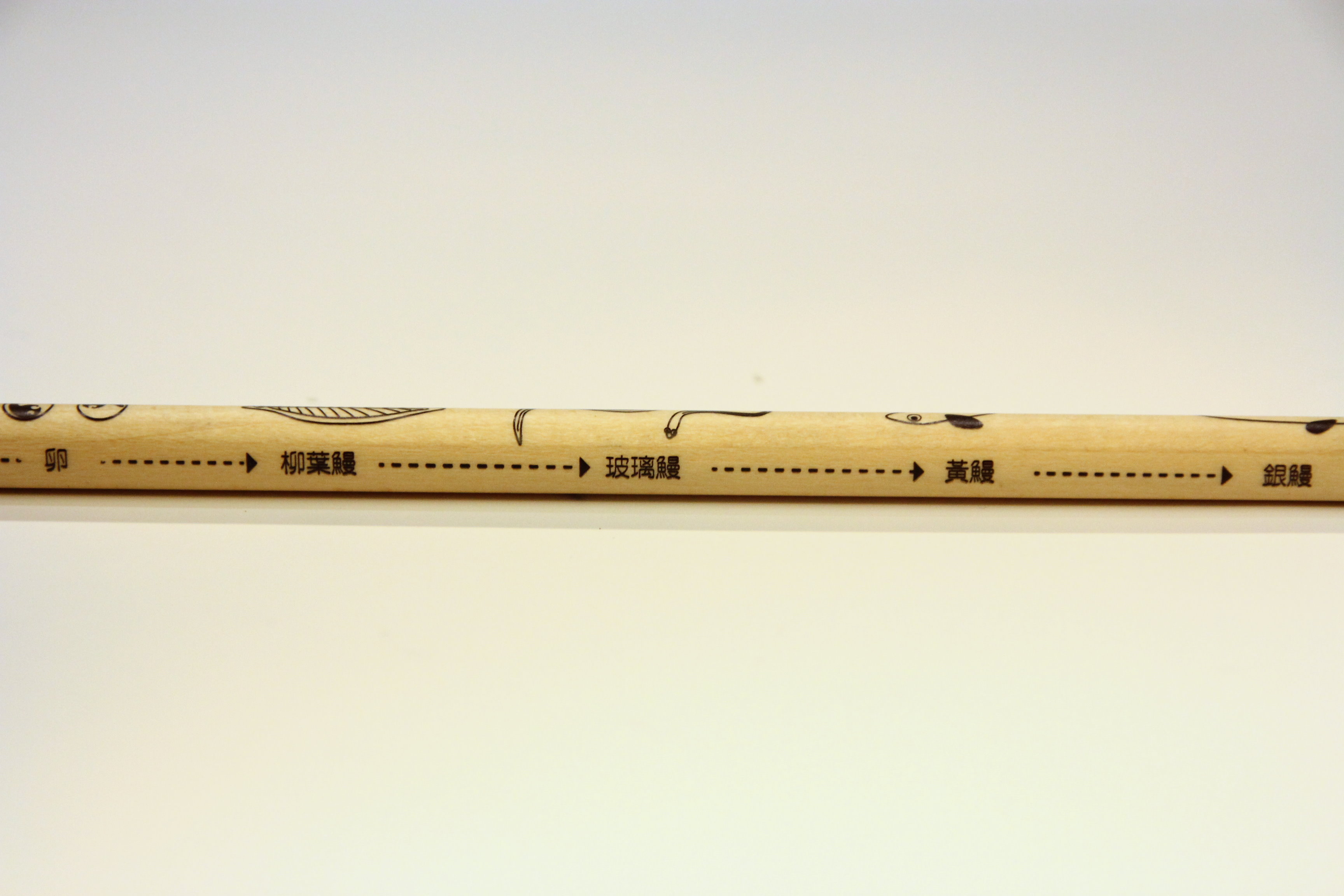 小鰻魚鉛筆-側面照