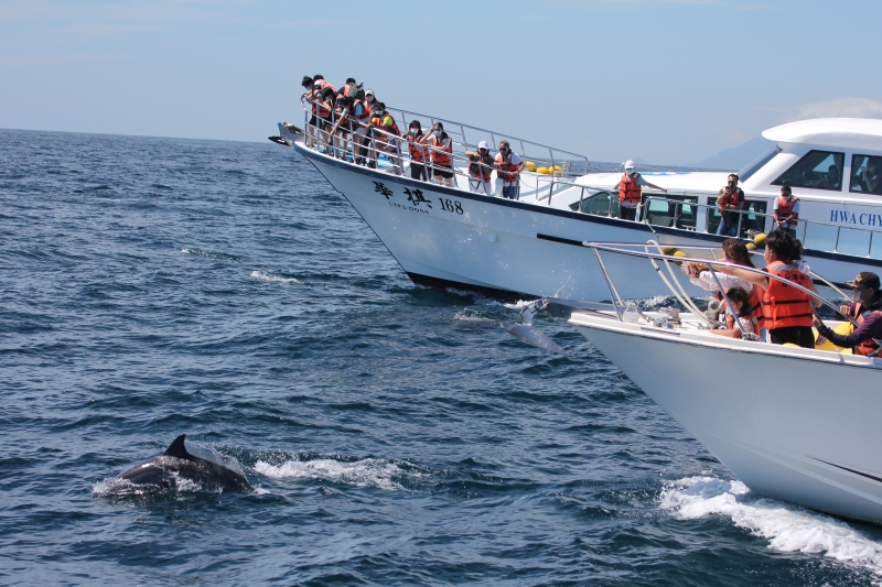 鯨豚解說員海上導覽體驗