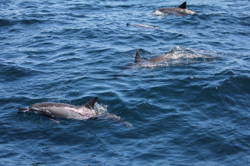 出海實習看到活潑的飛旋海豚(點擊放大)