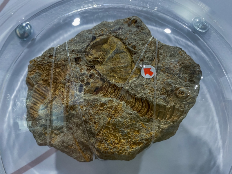 蘭陽's貝秀 - 宜蘭貝類特展：神螺綱化石