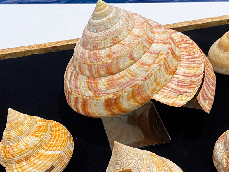 蘭陽's貝秀 - 宜蘭貝類特展：活化石 - 翁戎螺