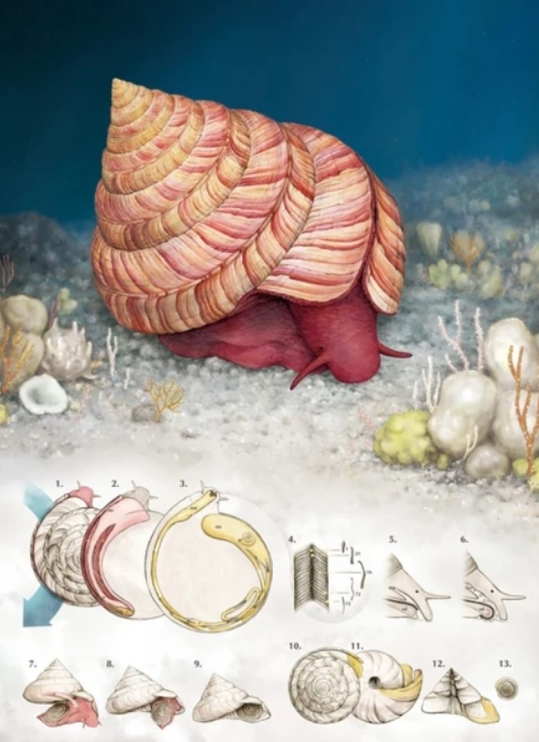 江勻楷老師繪製的彩色科學繪圖-2隻「六斑二齒魨」也就是海邊常見的「刺河魨」
