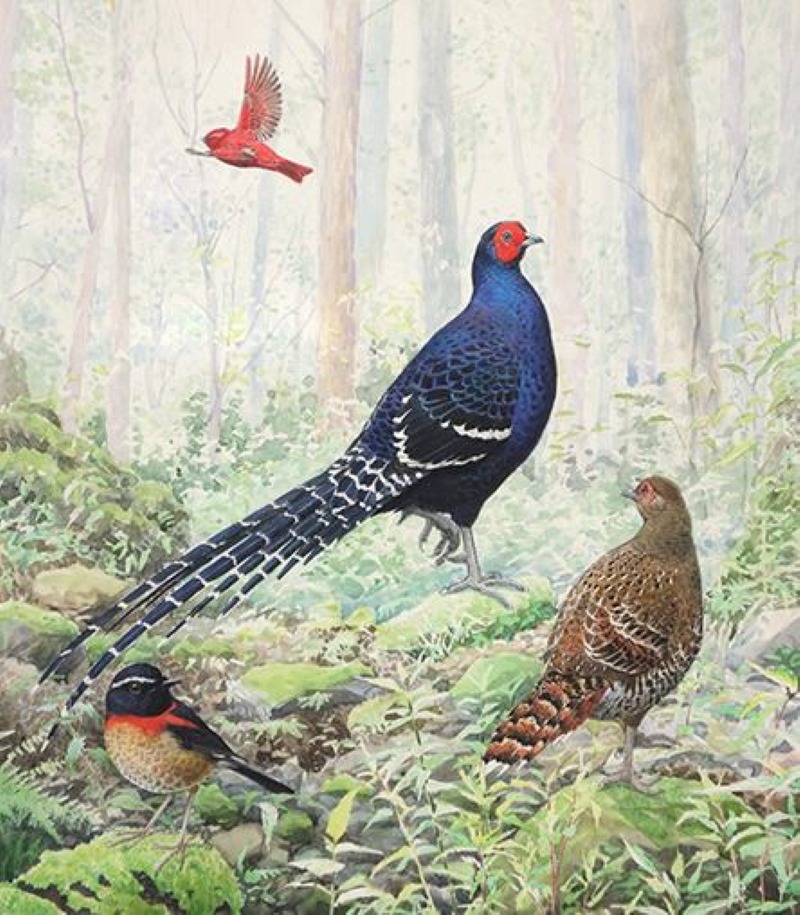 李政霖老師繪製的鳥類圖鑑插圖：帝雉公母鳥在霧氣瀰漫的森林中漫步，林間還有其他鳥類飛翔和覓食。(資料來源：李政霖老師FB)