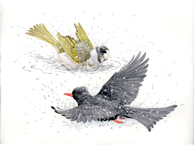 李政霖老師筆下的鳥類繪圖動感逼真，白頭翁(上)和紅嘴黑鵯(下)正在淺水中洗澡，飛濺起點點水珠。(資料來源：李政霖老師FB)