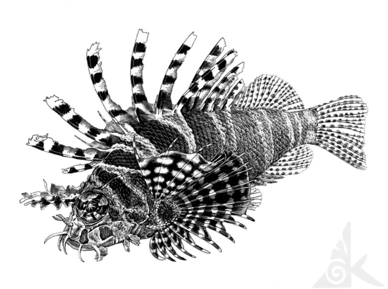 江勻楷老師繪製的斑馬短鰭簑鮋Zebra lionfish Dendrochirus zebra黑白科學繪圖