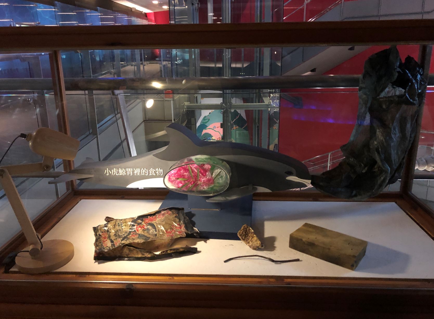 小虎鯨胃裡不只有食物展示照片