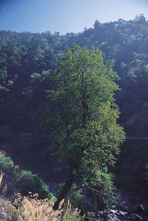 臺灣紅豆杉