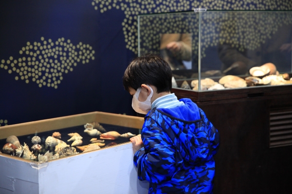 「蘭陽’s貝秀-宜蘭貝類特展」展出900多種珍貴貝類標本，小朋友被這些美麗的貝類吸引