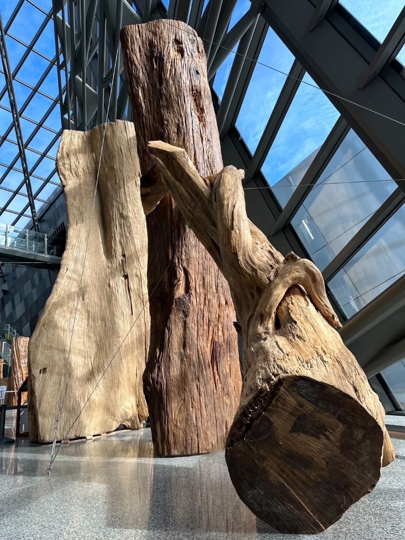 巨木聳立於蘭陽博物館遊客大廳，激發參觀民眾的好奇